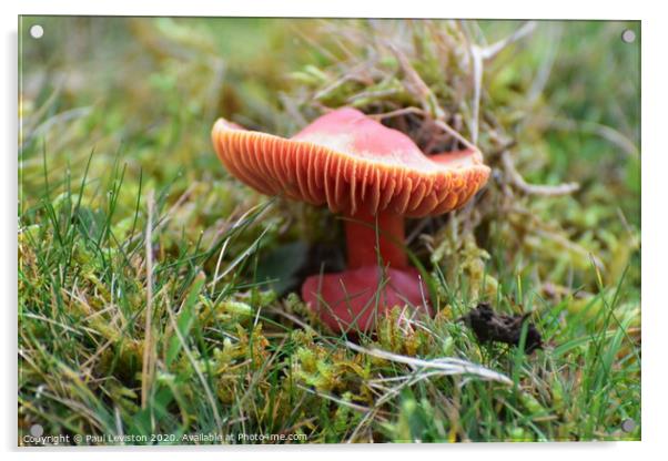Mushroom Acrylic by Paul Leviston