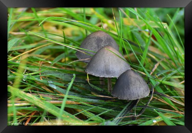 Grey Mushrooms Framed Print by Paul Leviston