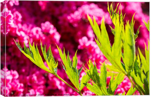 In the pink. Canvas Print by Ashley Cooper