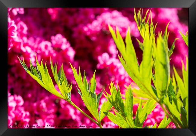 In the pink. Framed Print by Ashley Cooper