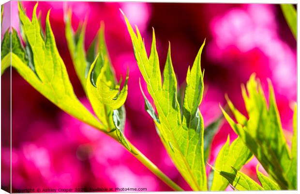 Pink green. Canvas Print by Ashley Cooper