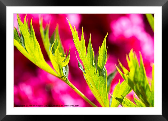 Pink green. Framed Mounted Print by Ashley Cooper