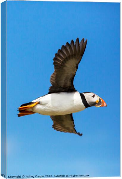 Puffin flyby Canvas Print by Ashley Cooper