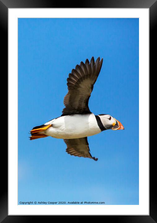 Puffin flyby Framed Mounted Print by Ashley Cooper