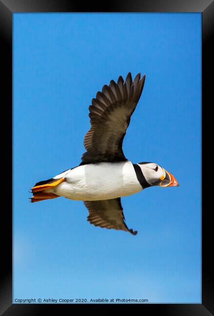 Puffin flyby Framed Print by Ashley Cooper