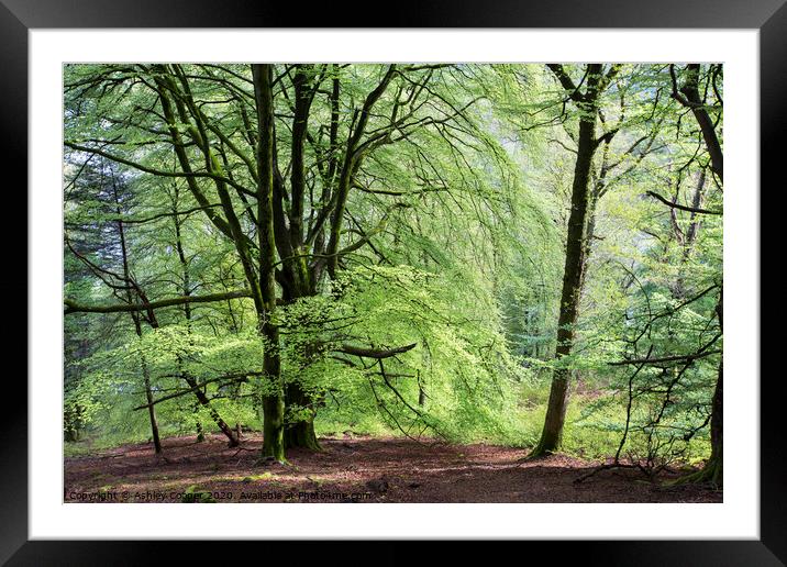 Beech Framed Mounted Print by Ashley Cooper