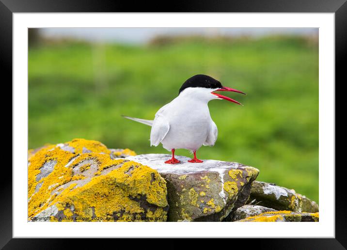 Arctic Tern Framed Mounted Print by Ashley Cooper