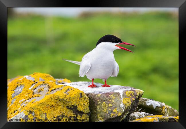 Arctic Tern Framed Print by Ashley Cooper