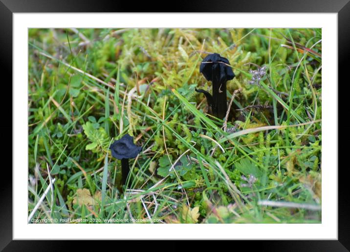 Mushroom  Framed Mounted Print by Paul Leviston