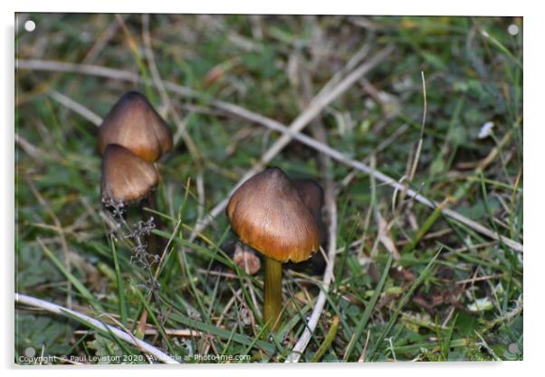 Three Brown Mushrooms  Acrylic by Paul Leviston