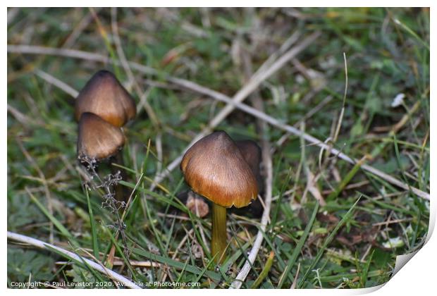 Three Brown Mushrooms  Print by Paul Leviston