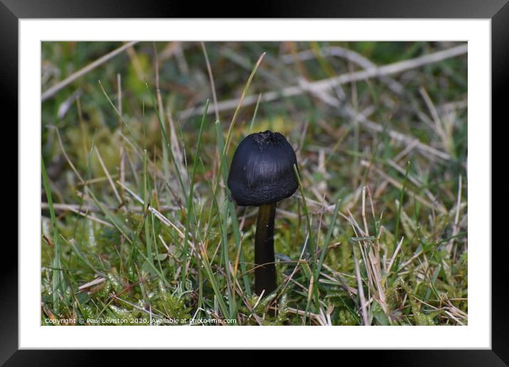One small mushroom  Framed Mounted Print by Paul Leviston