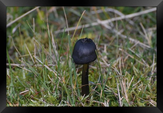 One small mushroom  Framed Print by Paul Leviston