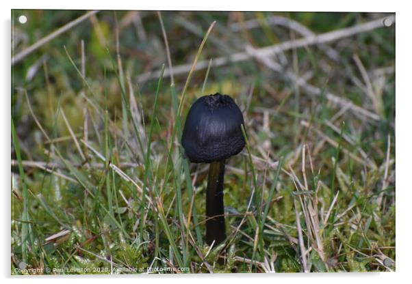 One small mushroom  Acrylic by Paul Leviston