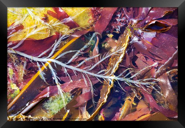 seaweed Framed Print by Ashley Cooper