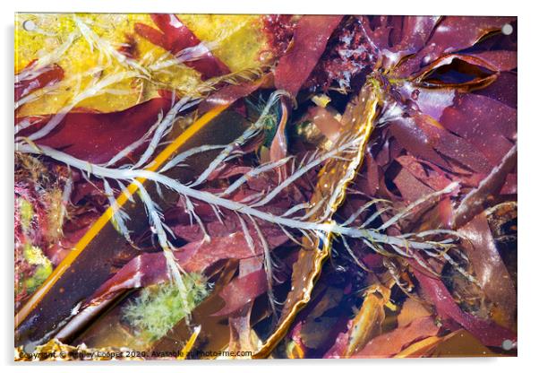 seaweed Acrylic by Ashley Cooper