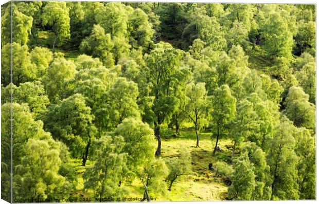 Silver Birch Canvas Print by Ashley Cooper