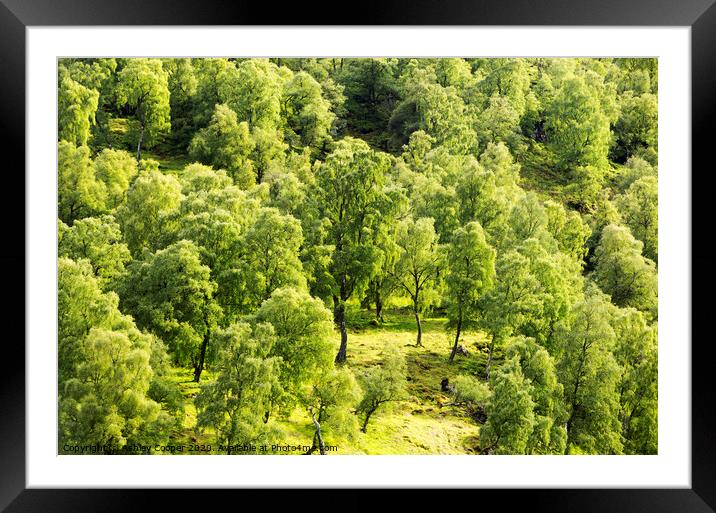 Silver Birch Framed Mounted Print by Ashley Cooper