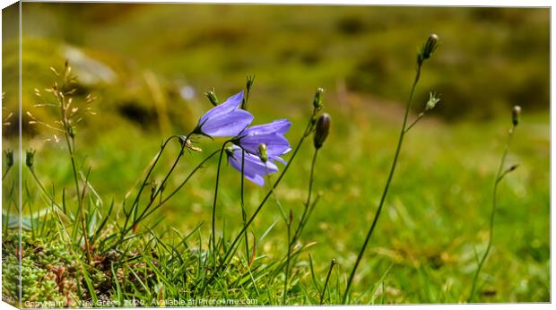 Happy Harebell Canvas Print by Neil James