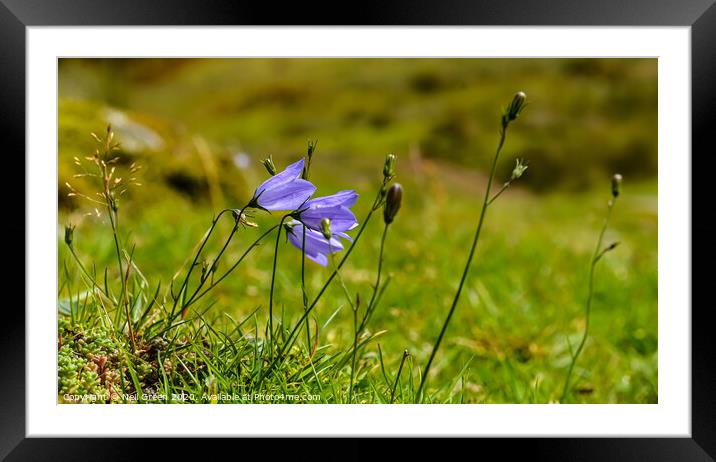 Happy Harebell Framed Mounted Print by Neil James