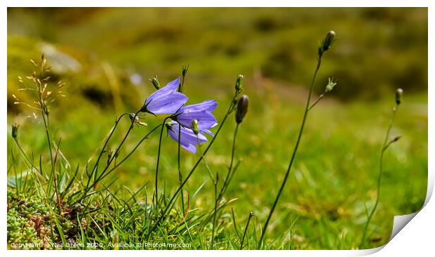 Happy Harebell Print by Neil James