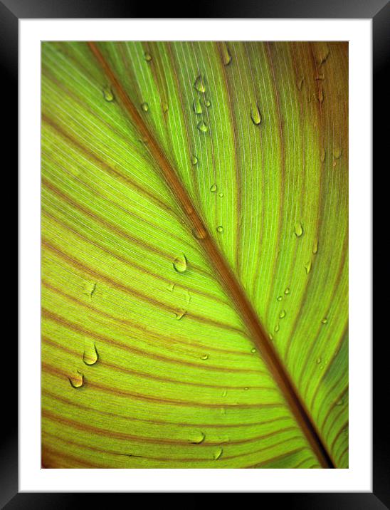 catching the raindrops Framed Mounted Print by Heather Newton