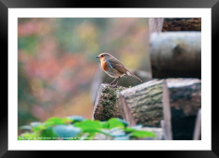 Robin the Robin Framed Mounted Print by Neil James