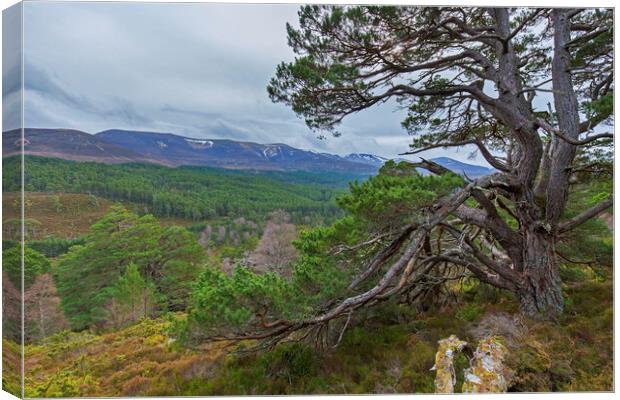 Old Scots Pine Tree in the Cairngorms Canvas Print by Arterra 