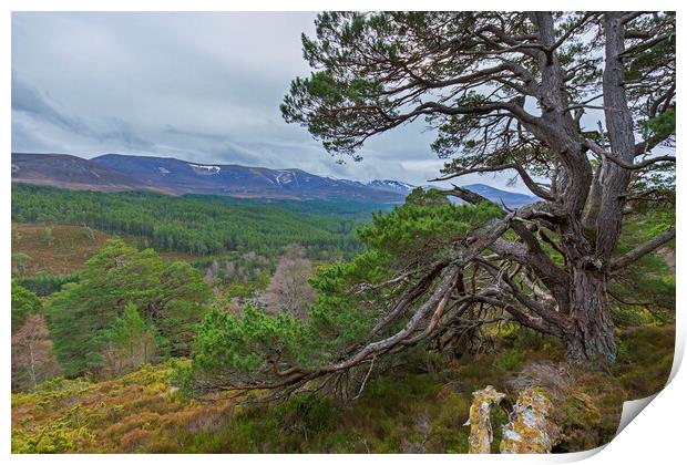 Old Scots Pine Tree in the Cairngorms Print by Arterra 