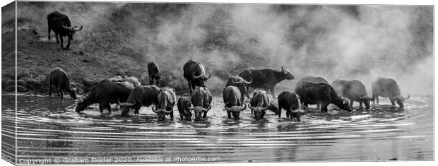 Buffalo Dawn Canvas Print by Graham Fielder