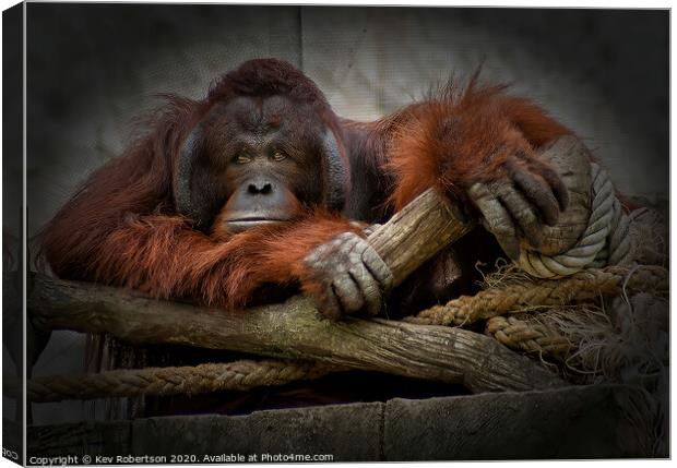 One bored Orangutan Canvas Print by Kev Robertson