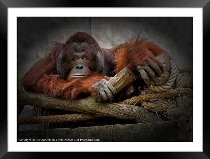 One bored Orangutan Framed Mounted Print by Kev Robertson
