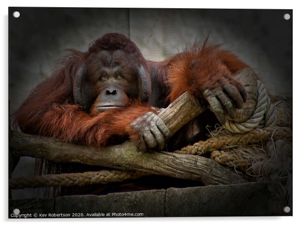 One bored Orangutan Acrylic by Kev Robertson