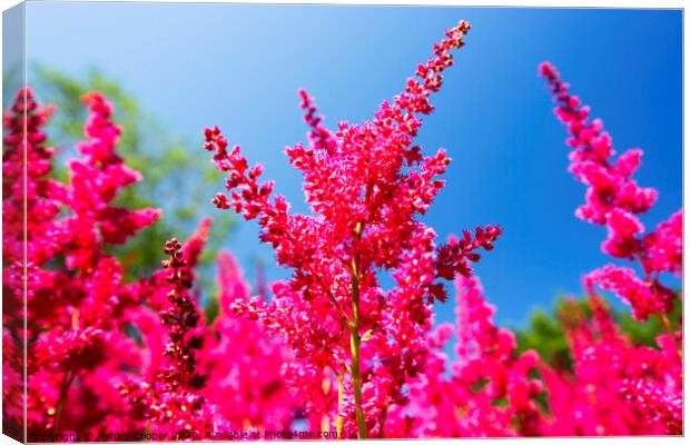 Red Astilbe Canvas Print by Ashley Cooper
