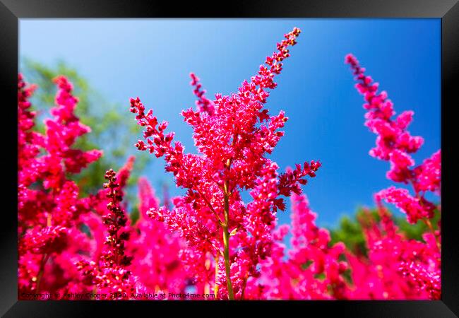 Red Astilbe Framed Print by Ashley Cooper