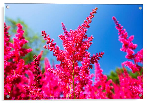 Red Astilbe Acrylic by Ashley Cooper