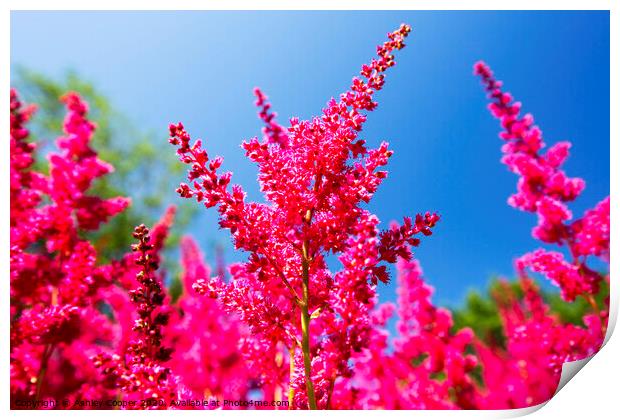 Red Astilbe Print by Ashley Cooper