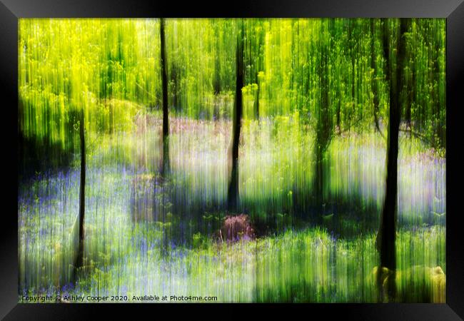 Woodland dreams Framed Print by Ashley Cooper
