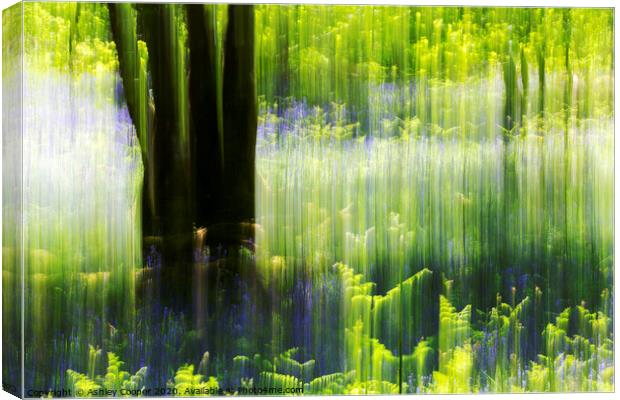 Woodland ferns Canvas Print by Ashley Cooper