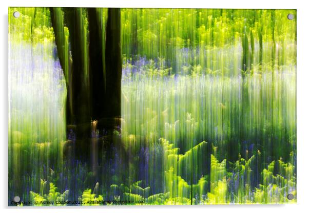 Woodland ferns Acrylic by Ashley Cooper