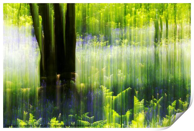 Woodland ferns Print by Ashley Cooper