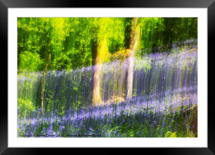 Blue woods. Framed Mounted Print by Ashley Cooper