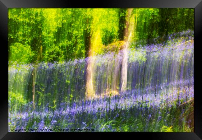 Blue woods. Framed Print by Ashley Cooper