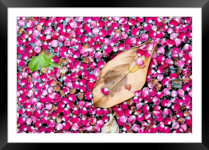 pink petal pond Framed Mounted Print by Ashley Cooper