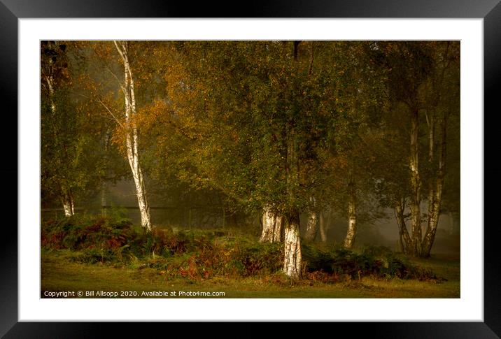 Beacon Hill Birches. Framed Mounted Print by Bill Allsopp