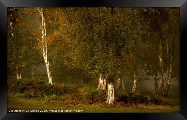 Beacon Hill Birches. Framed Print by Bill Allsopp