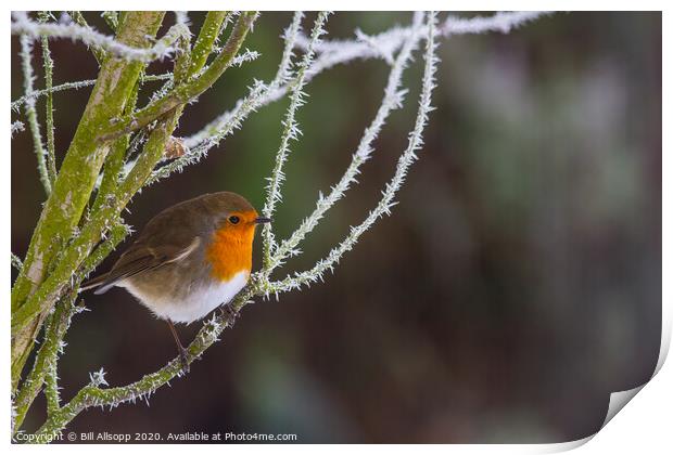 Robin in frost. Print by Bill Allsopp