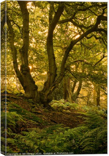 Oaks at Dawn Canvas Print by Bill Allsopp