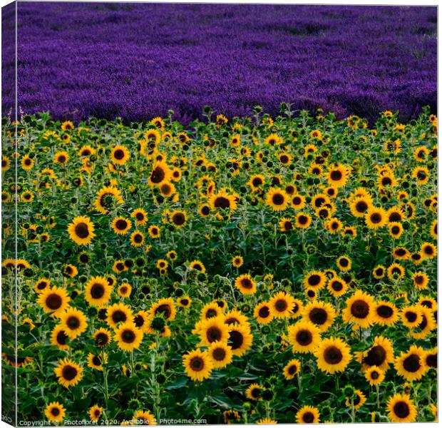 Sunflower and lavender field Canvas Print by  Photofloret