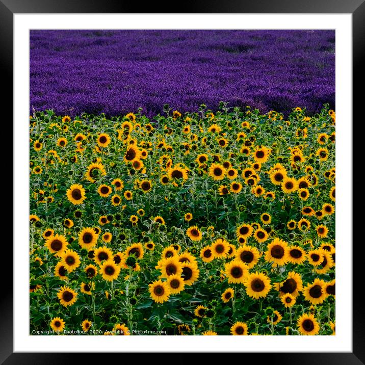 Sunflower and lavender field Framed Mounted Print by  Photofloret